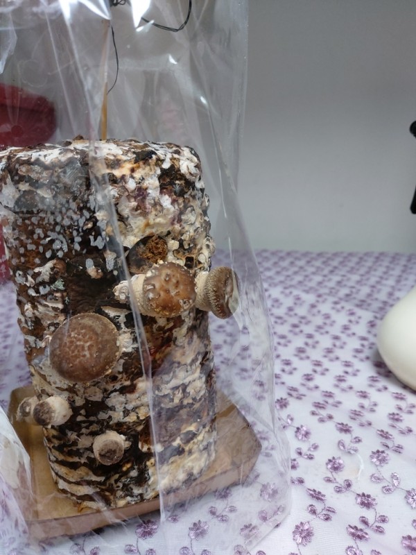 aa848c01e20ad3998b575716b3bb2a4e_1606894