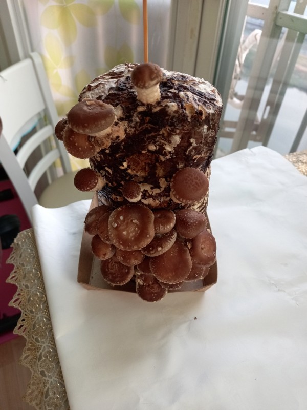 aa848c01e20ad3998b575716b3bb2a4e_1606894